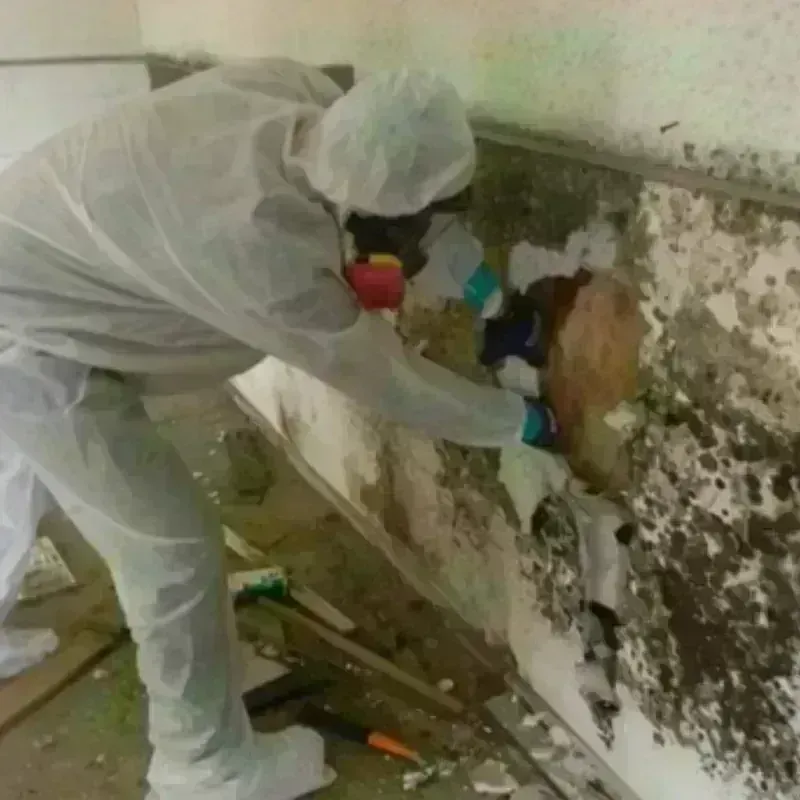 Mold Remediation and Removal in Titusville, FL